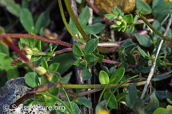 Foto: Gewöhnlicher Hornklee (Lotus corniculatus). Stängel und Blätter.