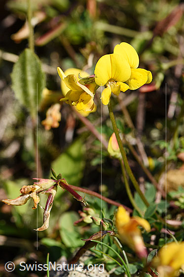 Foto: Gewöhnlicher Hornklee (Lotus corniculatus). Stängel und Blüten.