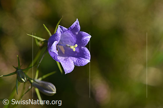 Foto: Wahrscheinlich Rautenblättrige Glockenblume (Campanula rhomboidalis). Blüte.