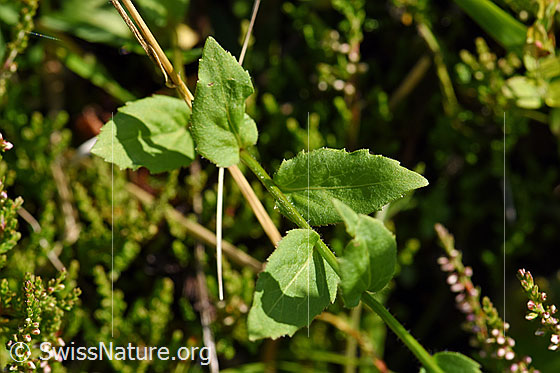 Foto: Wahrscheinlich Rautenblättrige Glockenblume (Campanula rhomboidalis). Stängel und Blätter.