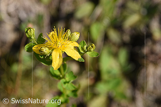 Foto: Geflecktes Johanniskraut (Hypericum maculatum). Blüte und Knospen.