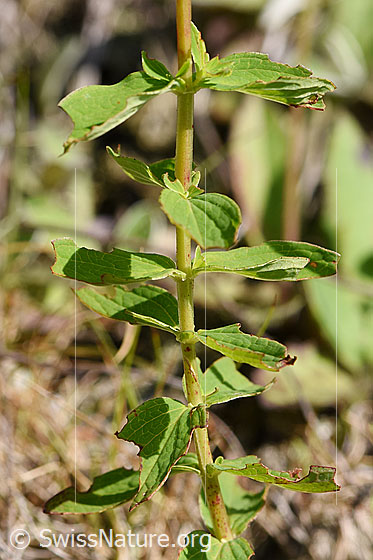Foto: Geflecktes Johanniskraut (Hypericum maculatum). Blätter und Stängel.