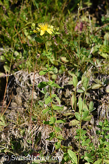 Foto: Geflecktes Johanniskraut (Hypericum maculatum). Ganze Pflanze (Habitus).