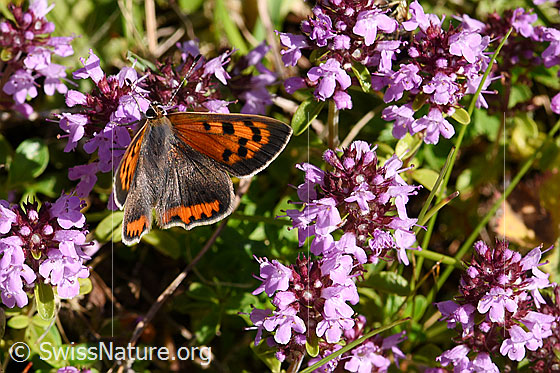 Photo: Lycaena phlaeas on Thymus pulegioides. Male. Wings open, view from the side above.