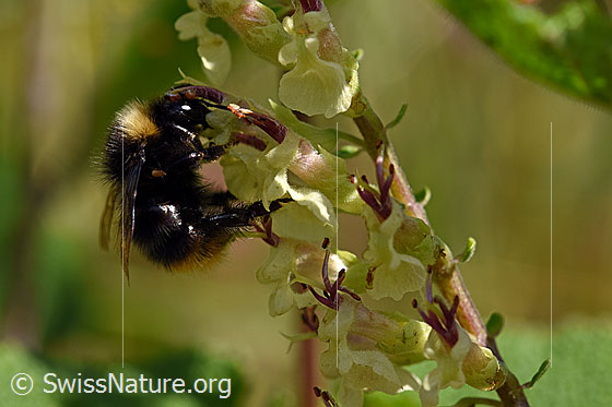 Photo: Bombus lapidarius on Teucrium scorodonia. Length 14 - 16mm. Male. View from the side.