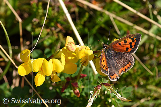 Photo: Lycaena phlaeas on Lotus corniculatus. Wings open, view from above.