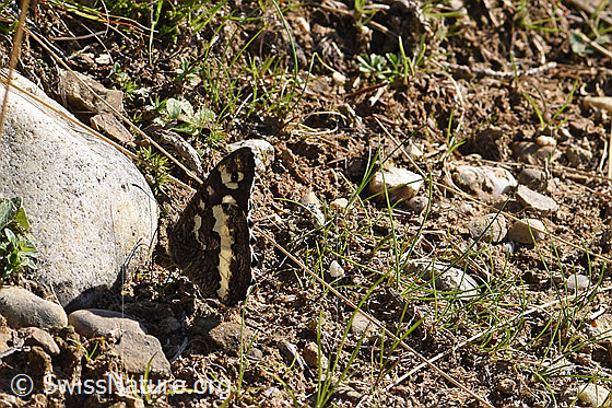 Foto: Weisser Waldportier (Brintesia circe) auf sandigem Boden. Flügel geschlossen. Ansicht von der Seite.