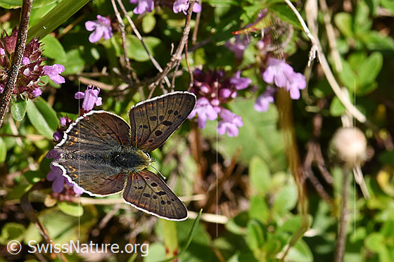 Foto: Wahrscheinlich Brauner Feuerfalter (Lycaena tityrus) auf Arznei-Thymian (Thymus pulegioides). Männchen. Flügel geöffnet. Ansicht von oben.