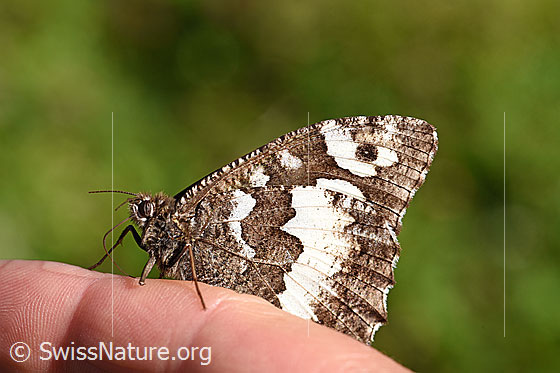 Weisser Waldportier (Brintesia circe)