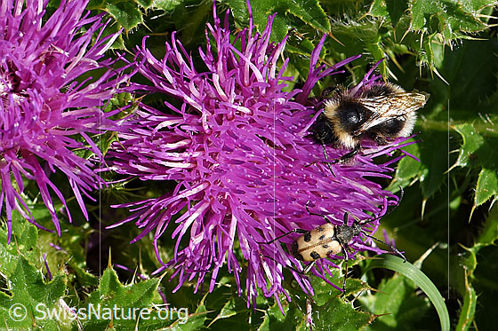 Foto: Stängellose Kratzdistel (Cirsium acaule). Blüte.