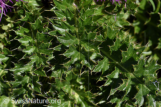 Foto: Stängellose Kratzdistel (Cirsium acaule). Blätter.