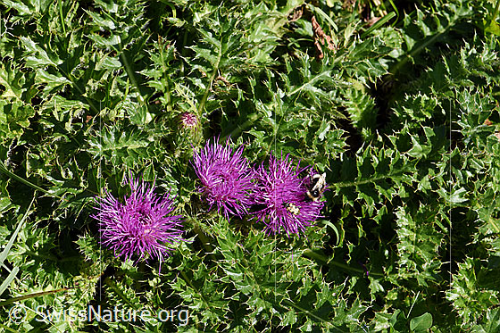Foto: Stängellose Kratzdistel (Cirsium acaule). Ganze Pflanze (Habitus).