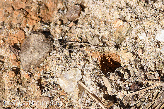 Photo: Panurgus calcaratus. Nest entrance.