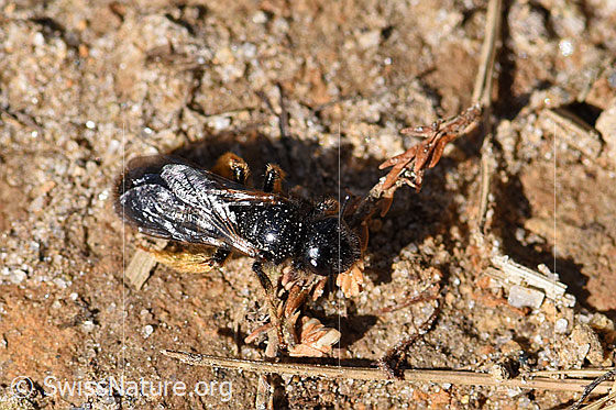 Photo: Panurgus calcaratus. Length 7 - 9mm. Female. View from above.