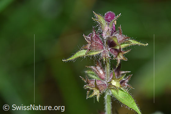 Photo: Stachys sylvatica. Flowers, almost faded.