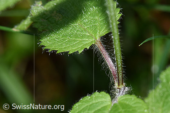 Photo: Stachys sylvatica. Stem and leaf.