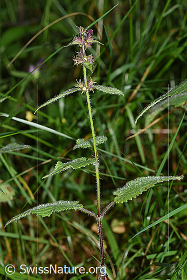 Foto: Wald-Ziest (Stachys sylvatica). Ganze Pflanze (Habitus).