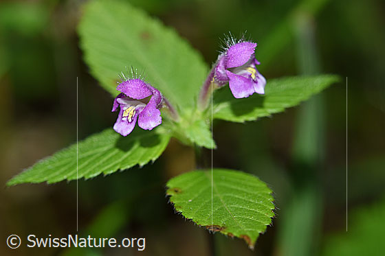 Foto: Ausgerandeter Hohlzahn (Galeopsis bifida). Blüten und Blätter. Ansicht von der Seite.