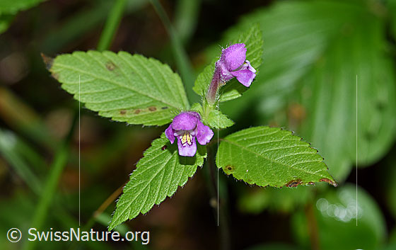 Foto: Ausgerandeter Hohlzahn (Galeopsis bifida). Blüten und Blätter. Ansicht von schräg oben.