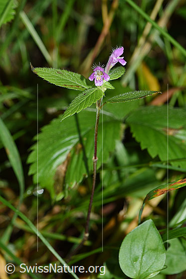 Foto: Ausgerandeter Hohlzahn (Galeopsis bifida). Ganze Pflanze (Habitus).