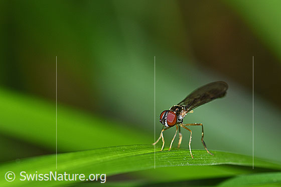 Foto: Gemeine Schattenschwebfliege (Baccha elongata) auf Grashalm. Ansicht von schräg vorne. Wird auch Helle Nadel-Schwebfliege genannt.