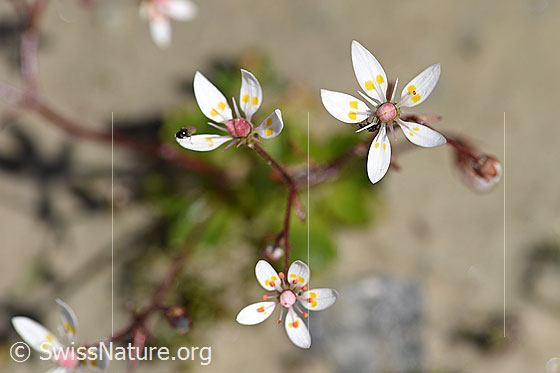 Foto: Sternblütiger Steinbrech (Saxifraga stellaris). Blüten.
