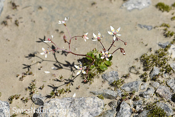 Foto: Sternblütiger Steinbrech (Saxifraga stellaris). Ganze Pflanze.