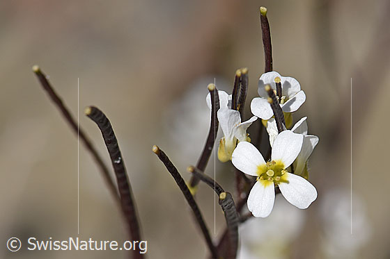Foto: Alpen-Gänsekresse (Arabis alpina). Blüten und Früchte.