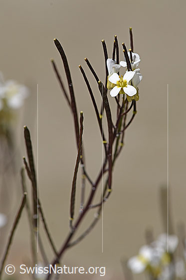 Foto: Alpen-Gänsekresse (Arabis alpina). Blüten und Früchte.