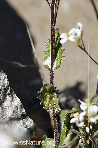 Foto: Alpen-Gänsekresse (Arabis alpina). Stängel und Stängelblatt.