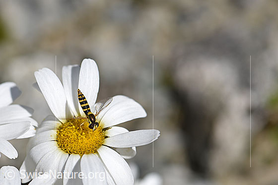 Photo: Sphaerophoria scripta on the flower of a Leucanthemopsis alpina. Body length: 9-12mm. View from oblique above.