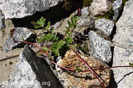 Foto: Kriechende Berg-Nelkenwurz (Geum reptans). Blätter und Ausläufer.