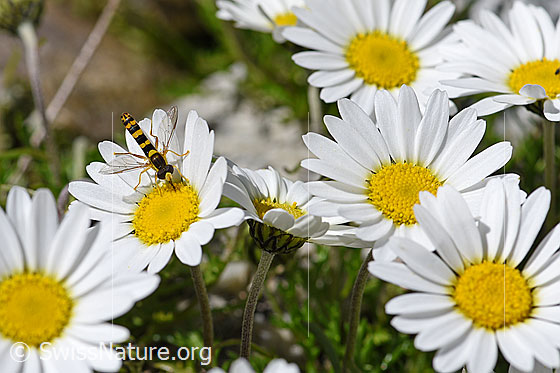 Foto: Gewöhnliche Langbauchschwebfliege (Sphaerophoria scripta) an Blüte der Gewöhnlichen Alpenmargerite (Leucanthemopsis alpina). Körperlänge: 9-12mm. Ansicht von schräg oben.