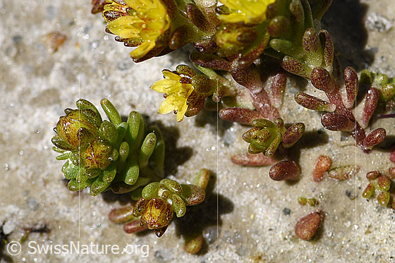 Foto: Alpen-Mauerpfeffer (Sedum alpestre). Ganze Pflanze.