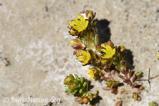 Foto: Alpen-Mauerpfeffer (Sedum alpestre). Blüten und Blätter.
