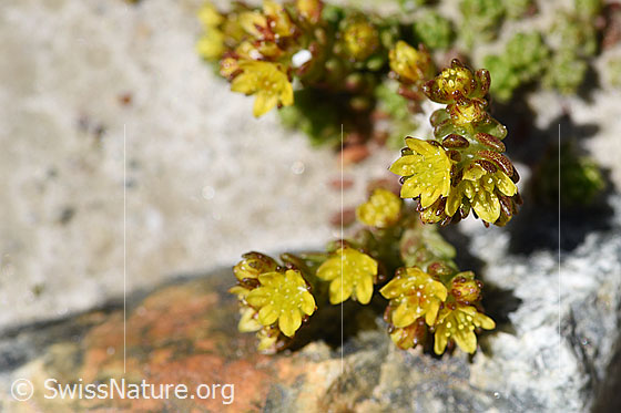 Foto: Alpen-Mauerpfeffer (Sedum alpestre). Blüten von oben.