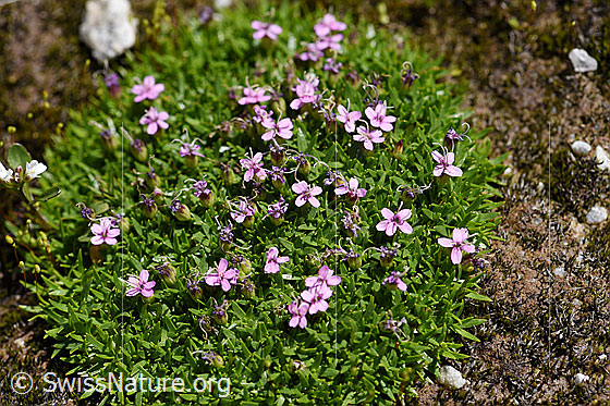 Foto: Kalk-Polsternelke (Silene acaulis). Polster.