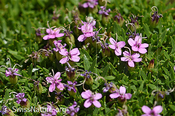 Foto: Kalk-Polsternelke (Silene acaulis). Blüten.