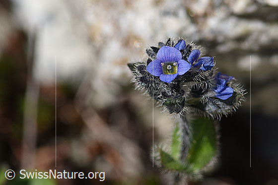 Foto: Alpen-Ehrenpreis (Veronica alpina). Blüten.