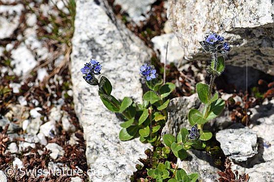 Foto: Alpen-Ehrenpreis (Veronica alpina). Ganze Pflanze.