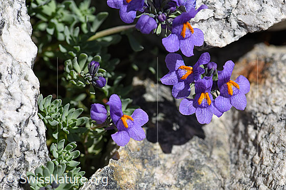 Foto: Alpen-Leinkraut (Linaria alpina). Ganze Pflanze.