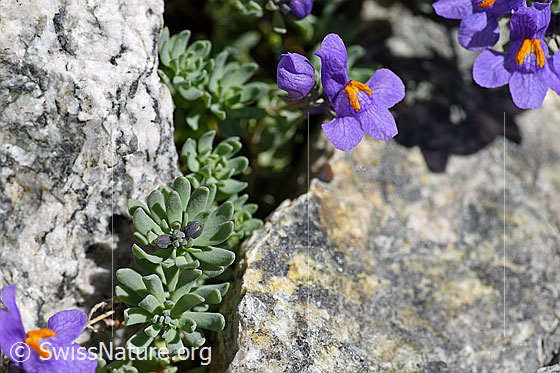 Foto: Alpen-Leinkraut (Linaria alpina). Ganze Pflanze.