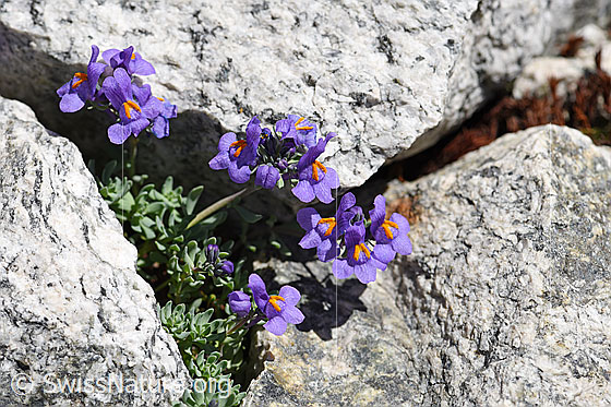 Foto: Alpen-Leinkraut (Linaria alpina). Ganze Pflanze.