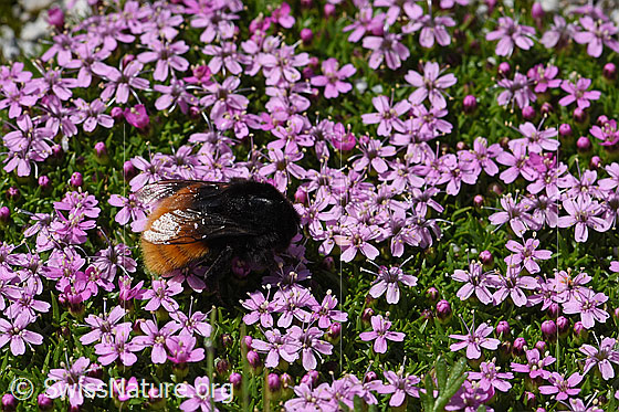 Foto: Bergwald-Hummel (Bombus wurflenii) auf Blume. Länge 13 - 16mm. Ansicht von der Seite.