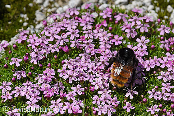 Foto: Bergwald-Hummel (Bombus wurflenii) auf Blume. Länge 13 - 16mm. Ansicht von hinten.