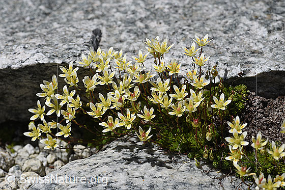 Foto: Moosartiger Steinbrech (Saxifraga bryoides). Ganze Pflanze (Habitus).