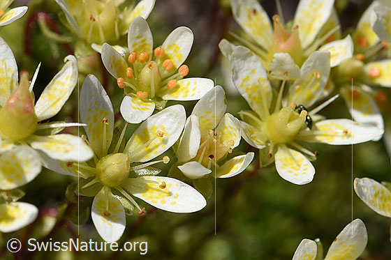 Foto: Moosartiger Steinbrech (Saxifraga bryoides). Blüten.