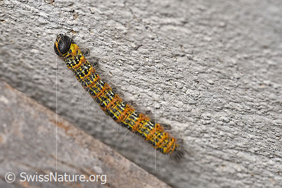 Photo: Phalera bucephala. Raupe. View from the side.