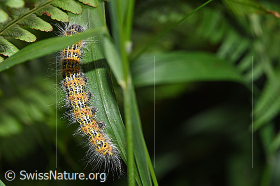 Photo: Phalera bucephala. Caterpillar on blade of grass. View from the side.