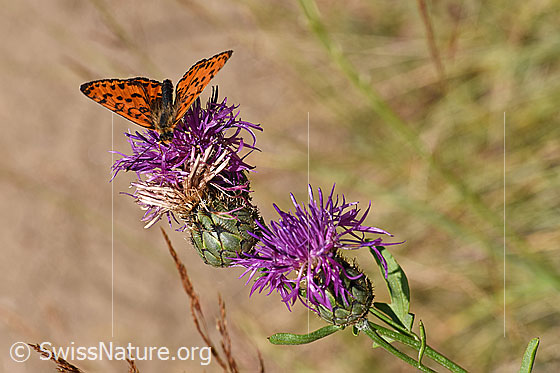 Foto: Roter Scheckenfalter (Melitaea didyma) auf Skabiosen-Flockenblume (Centaurea scabiosa). 
Schmetterling: Flügel geöffnet. Ansicht von schräg vorne.
Pflanze: Blüten, Stängel und Stängelblätter.